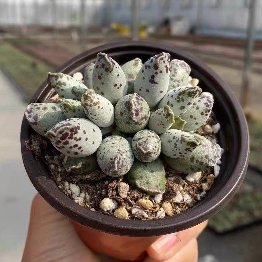海豹天章/水泡 Plover Egg Plant ( Adromischus cooperi festivus )