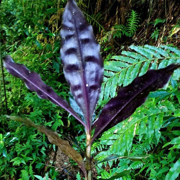 杜若  Pollia japonica