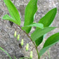 玉竹 Polygonatum Odoratum ( Angular solomon's-seal )