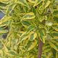 素馨葉白英 Yellow Zebra ( Solanum jasminoides )