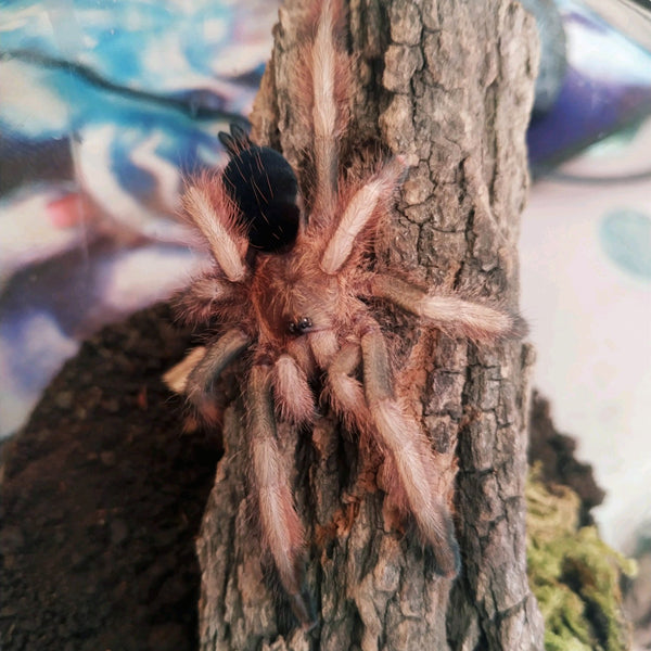 巴拿馬黃金 Panama Blonde Tarantula (Psalmopoeus pulcher)