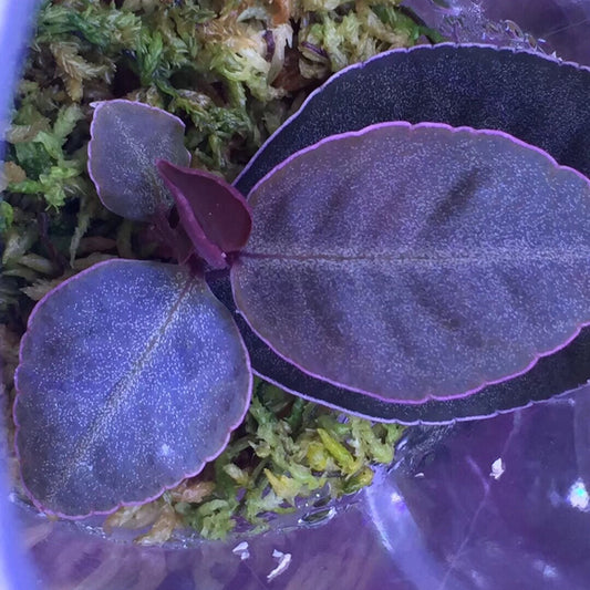紫金牛 Ardisia sp. Purple