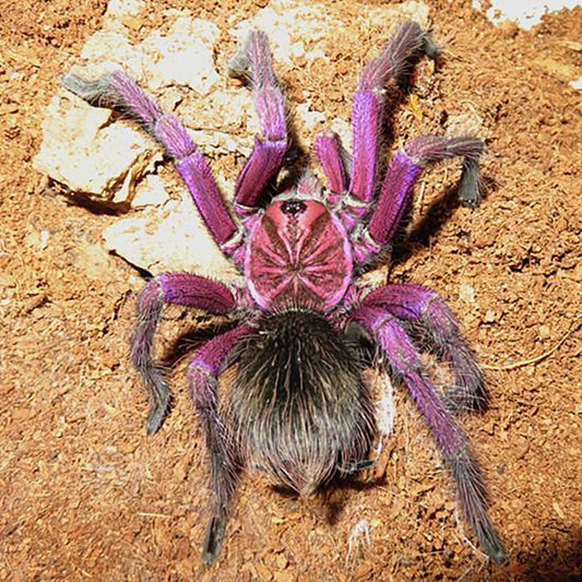 馬查拉鋼鐵藍 Purple Bloom Tarantula (Pamphobeteus sp machala)