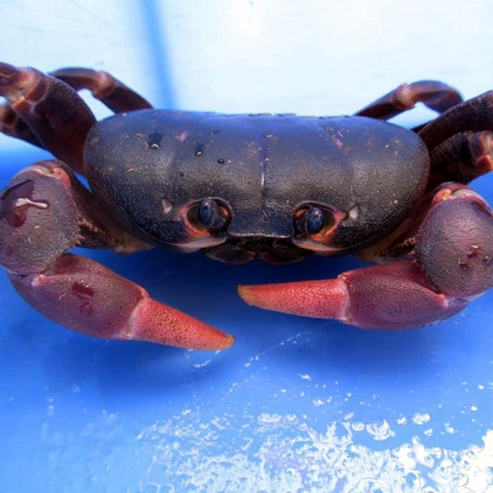 紫地蟹 Purple Land Crab (Gecarcoidea lalandii)