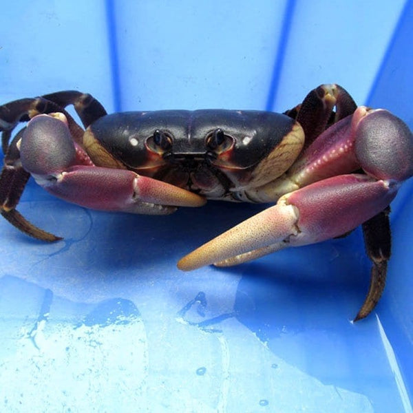 紫地蟹 Purple Land Crab (Gecarcoidea lalandii)
