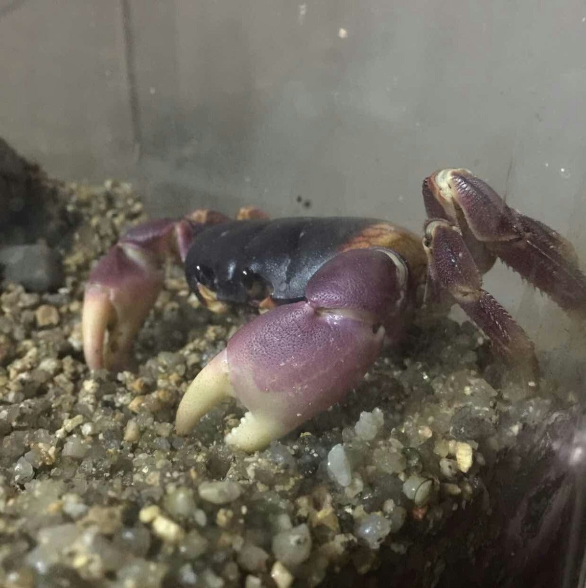 紫地蟹 Purple Land Crab (Gecarcoidea lalandii)