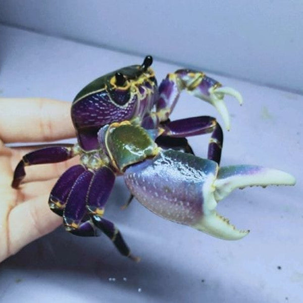 海南府城溪蟹 Purple Leg Warrior Crab (Hainanpotamon fuchengense)