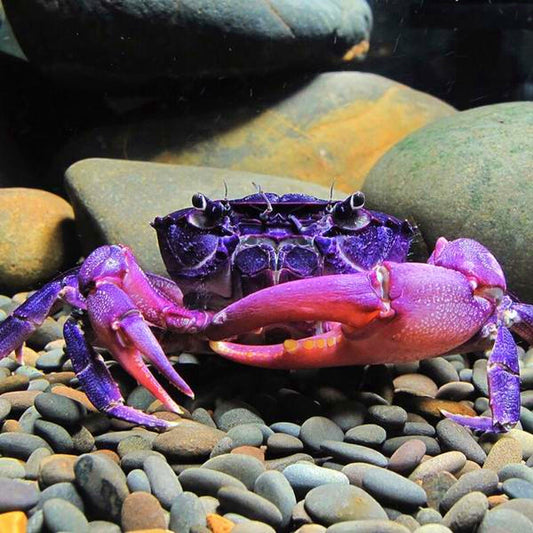 紫束腰蟹（可全水養） Purple Samurai Crab ( Somanniathelphusa sinensis )