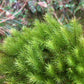 大檜蘚 Pyrrhobryum dozyanum