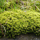 砂蘚 Racomitrium Moss ( Racomitrium canescens )