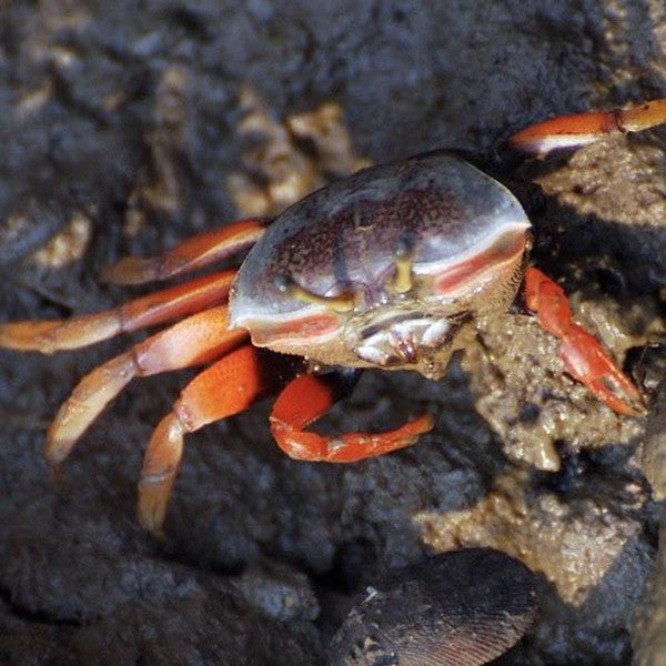 弧邊招潮蟹 Red Fighter Fiddler Crabs (Uca arcuata)