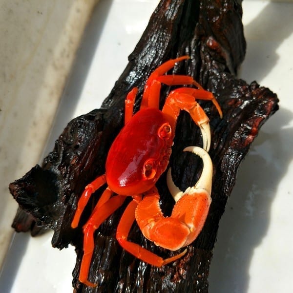 紅越南勾手蟹 Red Pirate Crab (Vietorintalia rubrum)