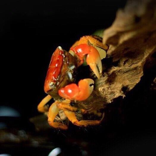 紅螯相手蟹 Red Sesarmid Crab (Sesarmops intermediumi)