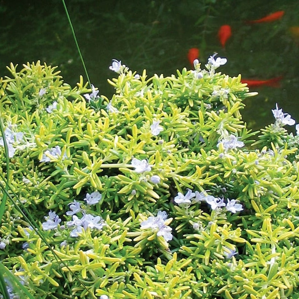 迷迭香 Gold Dust Rosemary (Rosmarinus officinalis)