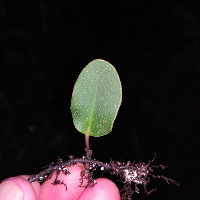石韋屬 Round Leaf (Pyrrosia sp.)
