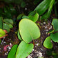 石韋屬 Round Leaf (Pyrrosia sp.)