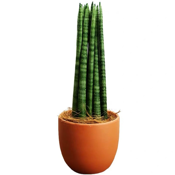 dracaena cylindrica Sansevieria Cylindrica (Dracaena angolensis) - GreenFlow - Specialist in Plants and Landscaping – 森流 GreenFlow