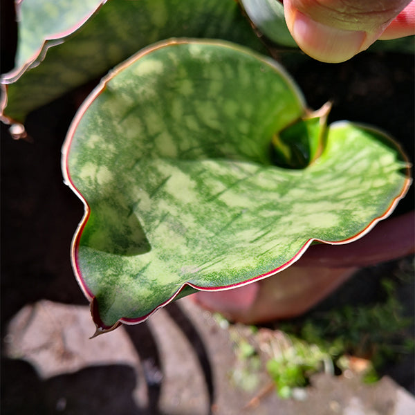 虎尾蘭 / 虎皮蘭 Sansevieria sansiam ulimi Dwarf Plant