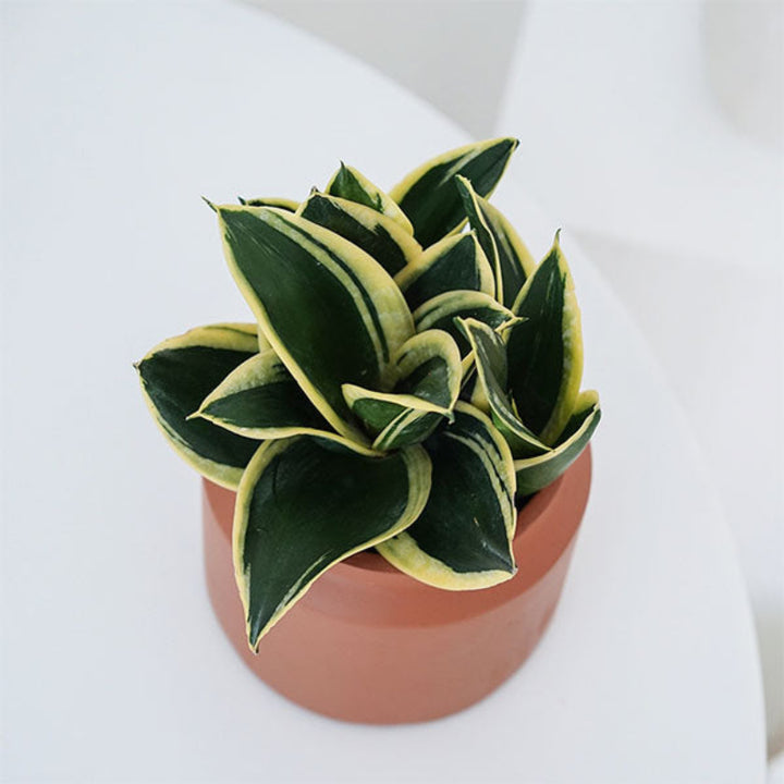 lotus sansevieria Sansevieria trifasciata 'Lotus' - GreenFlow - Specialist in Plants and Landscaping – 森流 GreenFlow