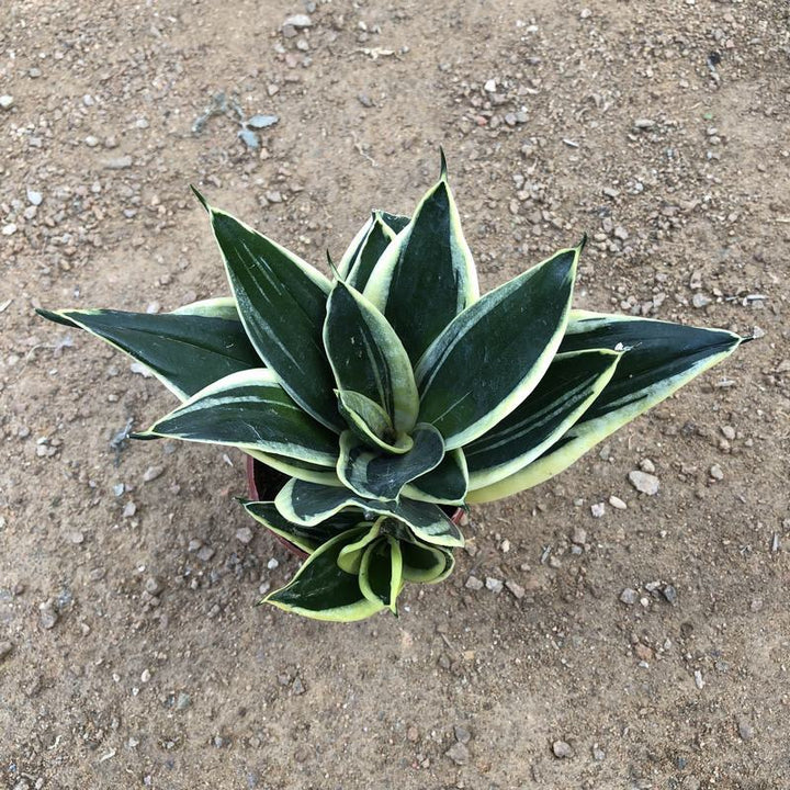 lotus sansevieria Sansevieria trifasciata 'Lotus' - GreenFlow - Specialist in Plants and Landscaping – 森流 GreenFlow