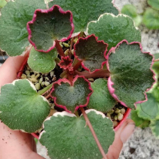 虎耳草 Variegated Strawberry Begonia ( Saxifraga stolonifera Var. )