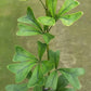 鵝掌柴 Schefflera 'Triangularis'