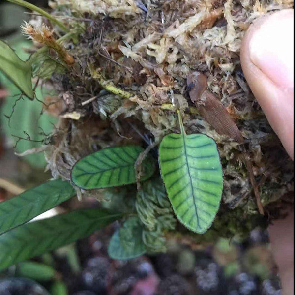 岡本氏茀蕨 Selliguea rhynchophylla