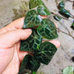 銀脈崖角藤 Shingle Plant ( Rhaphidophora cryptantha )