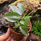 銀劍蔓綠絨 Silver Sword ( Philodendron hastatum )
