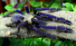 新加坡藍蜘蛛 Singapore Blue Tarantula (Lampropelma violaceopes)