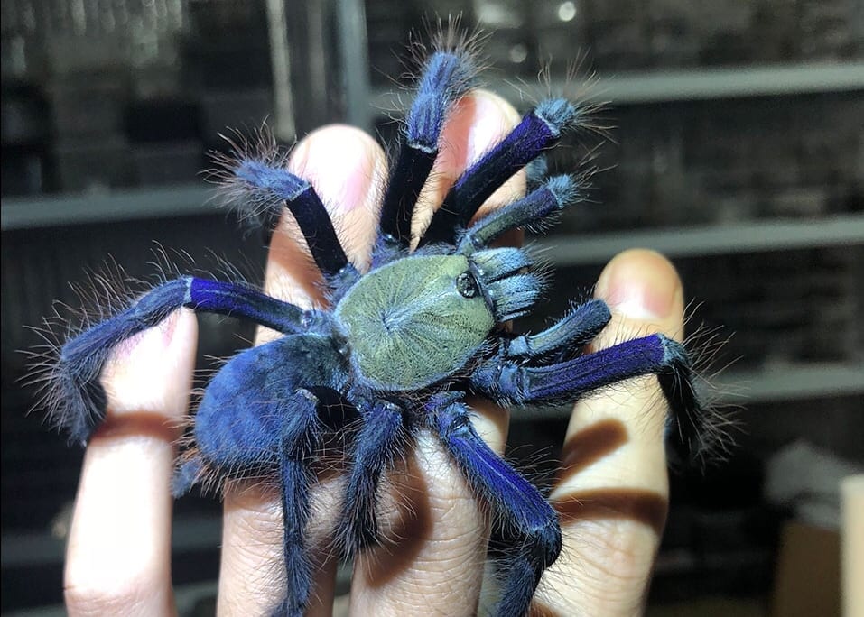 新加坡藍蜘蛛 Singapore Blue Tarantula (Lampropelma violaceopes)