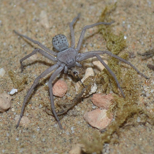 六眼沙蛛 Six-eyed Cave Spider (Sicarius terrosus)