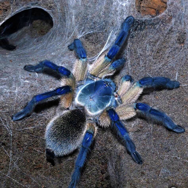 夢幻藍巴布 Socotra Island Blue Baboon Tarantula (Monocentropus balfouri)