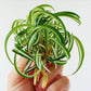 荷蘭吊蘭 Spider Plant ( Chlorophytum comosum ' Bonnie ' )
