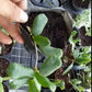 方葉毬蘭 Square leaf （Hoya rotundiflora )