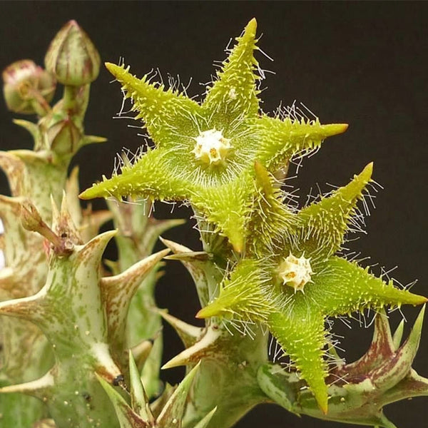 精麗閣 Stapelia dummer (Orbea dummeri )