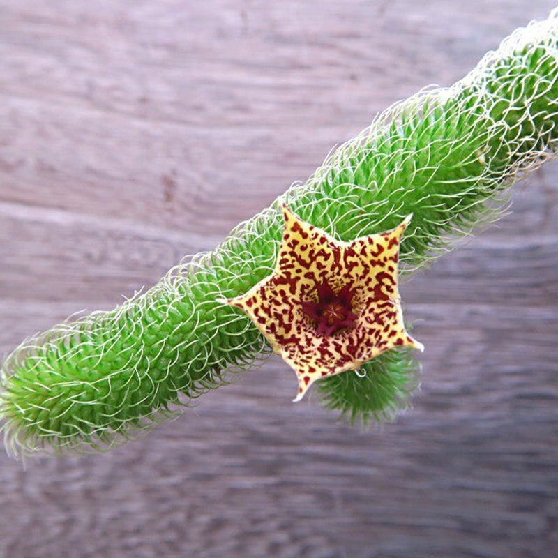 蘿藦毛絨角 Stapelianthus pilosus