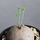 素可泰 / 圓葉山烏龜 ( Stephania erecta )