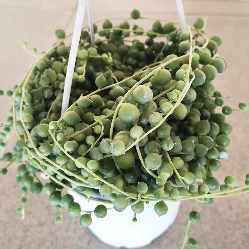 佛珠／珍珠吊蘭 String of Pearls ( Senecio rowleyanus )