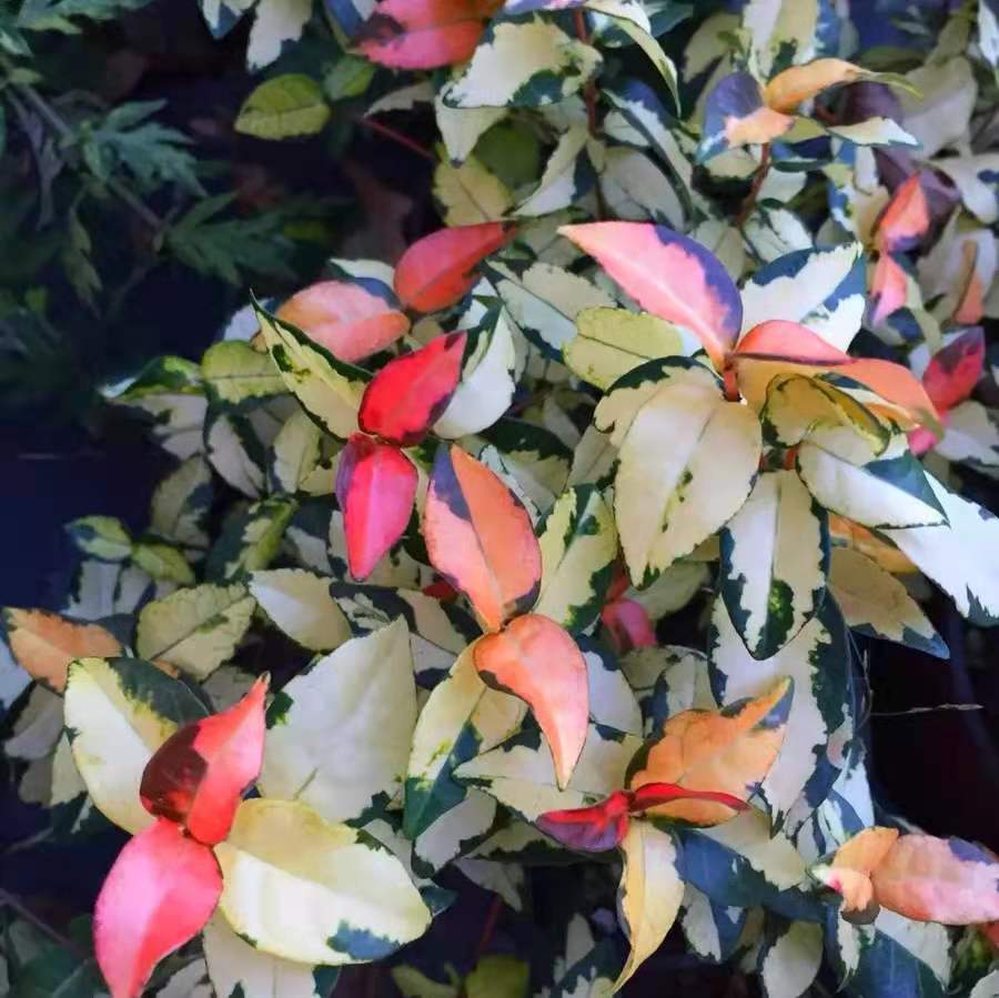絡石 Summer Sunset Jasmine（Trachelospermum asiaticum）
