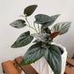 銅葉合果芋 Syngonium erythrophyllum
