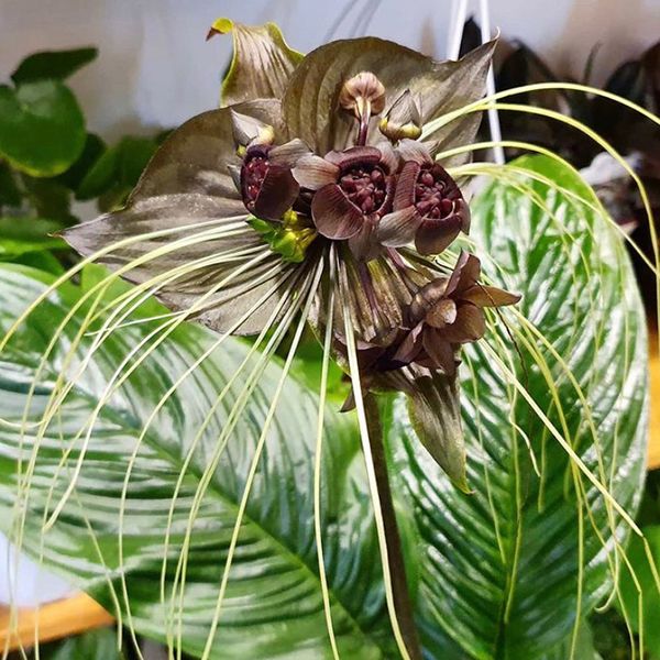 箭根薯 Tacca chantrieri Andre