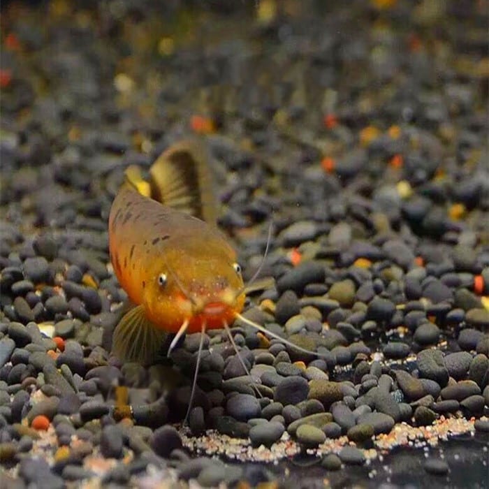 電鯰 Electric Catfish (Malapterurus electricus)