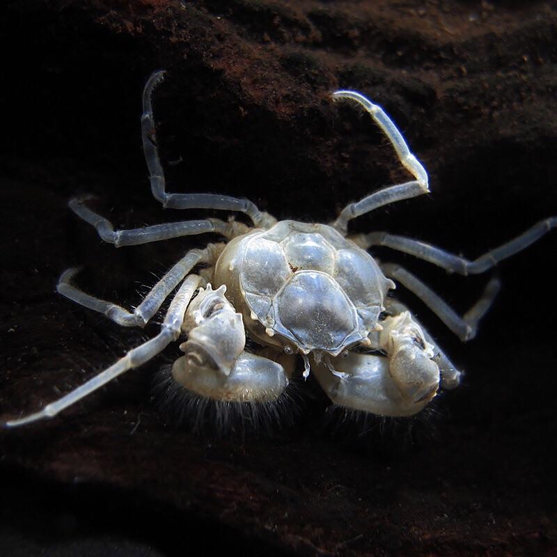 迷你蜘蛛蟹（可全水養）Thai Micro Crab ( Limnopilos naiyanetri )