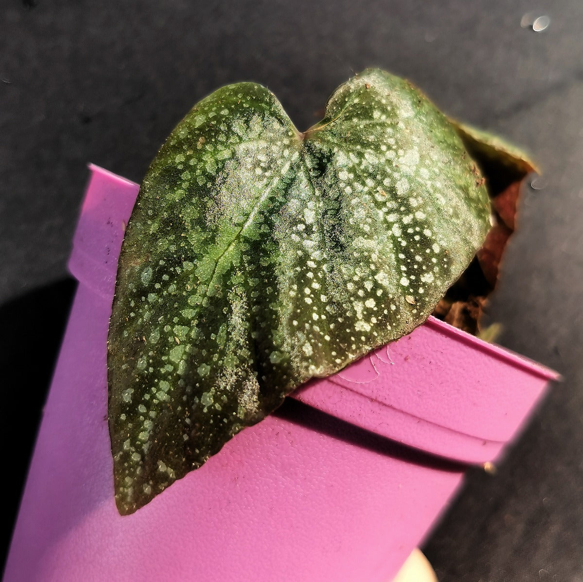 銀河秋海棠  Begonia variabilis (The upgrated version)