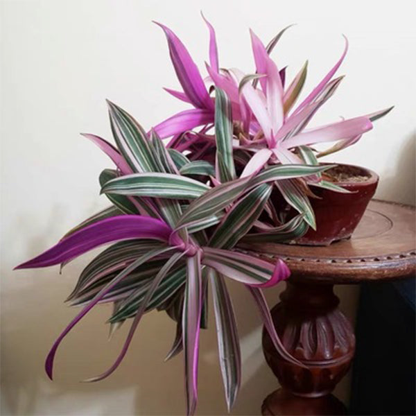 紫背萬年青 Tradescantia spathacea ‘Tricolor’