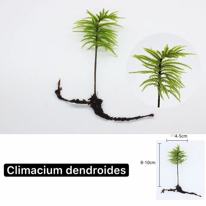 萬年蘚 Tree Climacium Moss (Climacium dendroides)