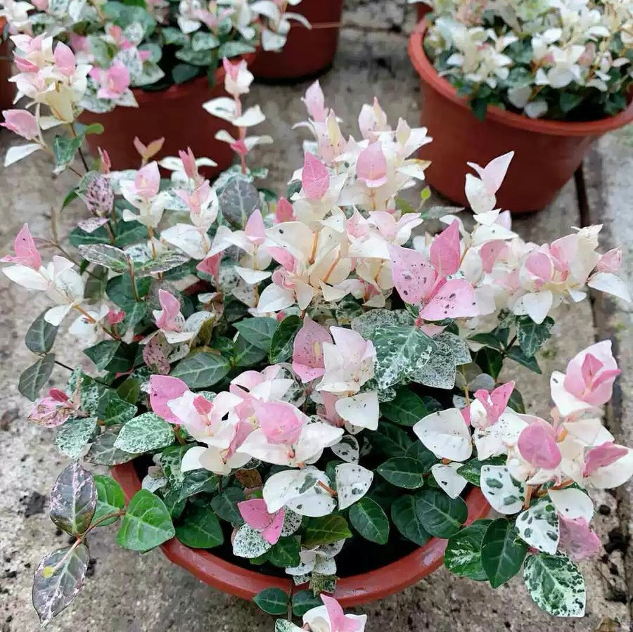 花葉絡石 Tricolor Jasmine ( Trachelospermum tricolor )