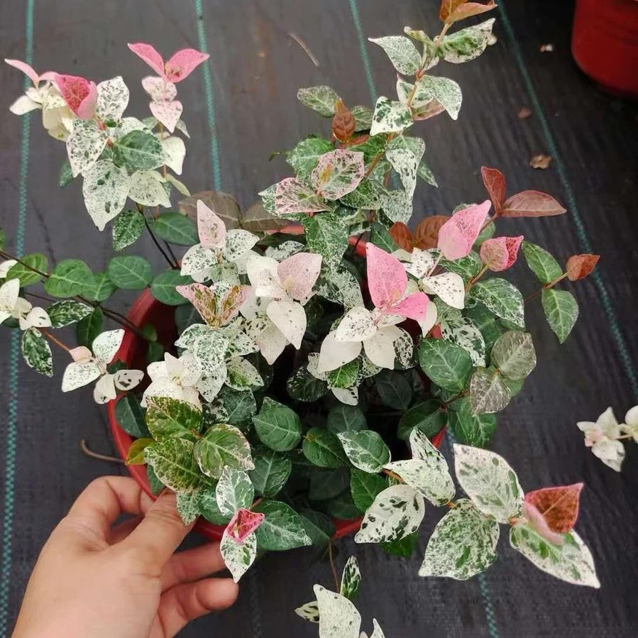 花葉絡石 Tricolor Jasmine ( Trachelospermum tricolor )