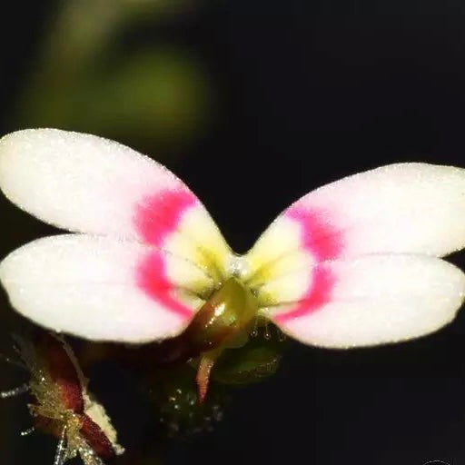 丹波花柱草 Trigger plant（Stylidium petiolare）